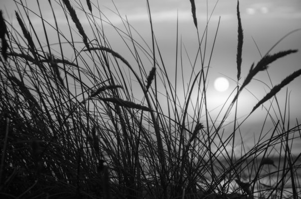 beach_grass_black_and_white_by_sheepranch-d6ugwfl